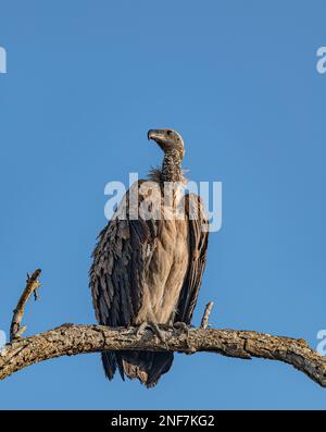 Geier (Gyps Africanus), der auf einem Zweig im Kruger-Nationalpark, Südafrika, sitzt Stockfoto