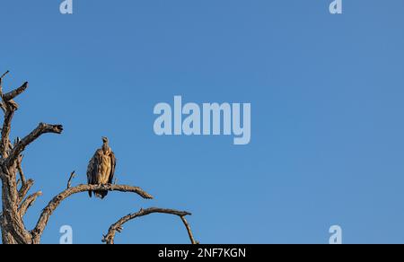 Geier (Gyps Africanus), der auf einem Zweig im Kruger-Nationalpark, Südafrika, sitzt Stockfoto