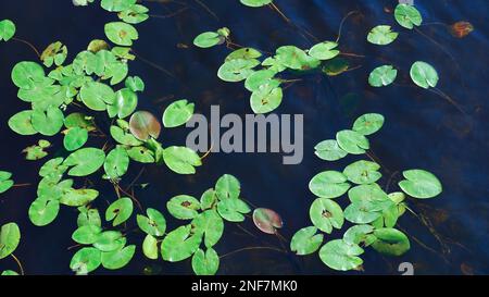 Luftaufnahme von grünen Blättern von Seerosen, die auf der Wasseroberfläche schwimmen. Sommerlandschaft. Stockfoto