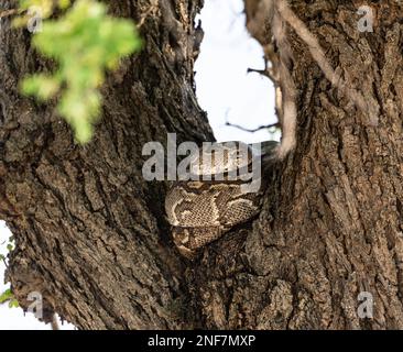 Python (Pythonidae) auf einem Baum, Kruger-Nationalpark, Südafrika Stockfoto