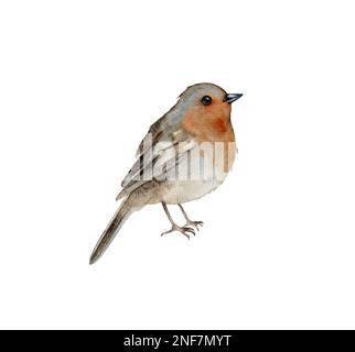 Aquarell Bird Robin handgezeichnete Winterdarstellung isoliert auf weißem Hintergrund. Rotbrust. Handgemalte Tierbilder in Aquarellfarben. Stockfoto