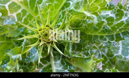 Silybum-Marihuan. Eine wunderschöne grüne Milchdistel mit einer stacheligen, unverzweigten Blüte. Heilpflanze. Hüttengärten. Stockfoto