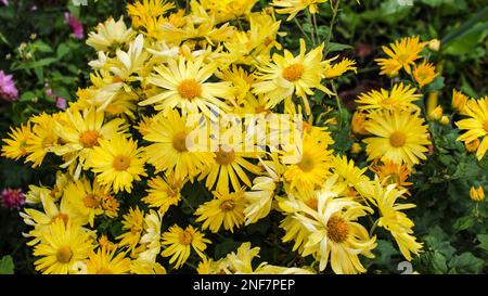 Wunderschöne helle, kleine gelbe Chrysanthemen im Herbstgarten. Hüttengärten. Stockfoto