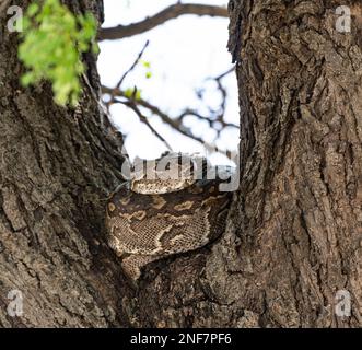 Python (Pythonidae) auf einem Baum, Kruger-Nationalpark, Südafrika Stockfoto