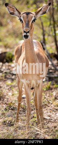 Weibliches Porträt von Impala (Aepyceros Melampus) im Kruger-Nationalpark, Südafrika Stockfoto