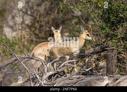 Männlicher und weiblicher Klipspringer (Oreotragus Oreotragus) im Kruger-Nationalpark Stockfoto