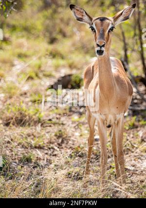 Weibliches Porträt von Impala (Aepyceros Melampus) im Kruger-Nationalpark, Südafrika Stockfoto