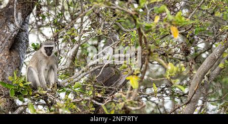 Vervet-Affen (Chlorocebus Pygerythrus) in einem Baum. Kruger-Nationalpark, Südafrika Stockfoto