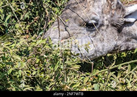 Nahaufnahme einer angolanischen Giraffe - Giraffa giraffa angolensis - Kopf, während sie Blätter aus einem Busch isst, im Chobe-Nationalpark, Botsuana. Stockfoto