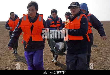 (230217) -- JIUJIANG, 17. Februar 2023 (Xinhua) -- Mitarbeiter tragen einen finless Tümmler, der in das Gebiet Songmenshan des Poyang-Sees in der Provinz Jiangxi im Osten Chinas am 15. Februar 2023 verlegt werden soll. Das Ministerium für Landwirtschaft und ländliche Angelegenheiten der Provinz Jiangxi und das Institut für Hydrobiologie der Chinesischen Akademie der Wissenschaften führten eine Umsiedlungsmission für finless Schweinswale Yangtze durch und überführten erfolgreich zwei weibliche finless Schweinswale Yangtze in das Gebiet Nanbeigang am Poyang-See, um die berühmte Art besser zu schützen In Chinas längstem Fluss Jangtse. Wegen der Dürre in der Mi Stockfoto