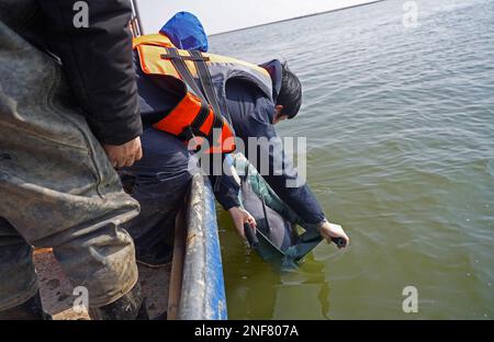 (230217) -- JIUJIANG, 17. Februar 2023 (Xinhua) -- Ein Mitarbeiter entlässt einen unendlichen Schweinswal, der für die Verlegung in der Gegend Songmenshan des Poyang-Sees in der Provinz Jiangxi im Osten Chinas am 15. Februar 2023 nicht qualifiziert ist. Das Ministerium für Landwirtschaft und ländliche Angelegenheiten der Provinz Jiangxi und das Institut für Hydrobiologie der Chinesischen Akademie der Wissenschaften führten eine Umsiedlungsmission für finless Schweinswale Yangtze durch und überführten erfolgreich zwei weibliche finless Schweinswale Yangtze in das Gebiet Nanbeigang am Poyang-See, um die berühmte Art besser zu schützen In Chinas längstem Fluss Jangtse. Wegen dr. Stockfoto