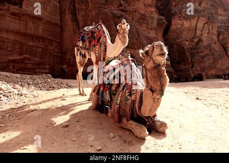 Kamelreiter, verlassene Felsenstadt Petra, al-Batra, Hauptstadt des Königreichs der Nabatäer, Jordanien, UNESCO-Weltkulturerbe / Kamelreiten, Aban Stockfoto