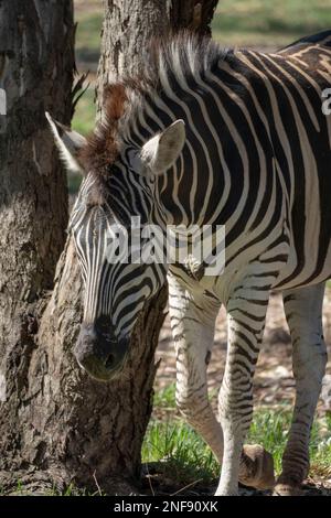 Zebra mit deutlich sichtbaren Streifen im Zoo Stockfoto