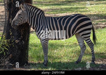 Zebra mit deutlich sichtbaren Streifen im Zoo Stockfoto