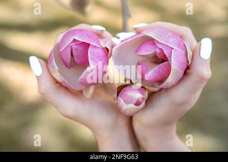 Magnolia-Frauenhände. Ein Mädchen, das im Frühling im Park blühende Magnolienblumen hielt Stockfoto