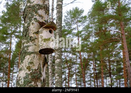 Ein altes Vogelhaus aus Holz auf einem Baum in einem Park. Ein einfaches Vogelhaus-Design aus Birkenstämmen auf Holz. Frühling, wartet auf Bewohner Stockfoto