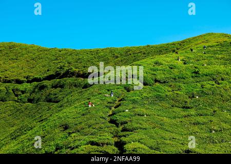 BOH Tea Centre, Cameron Highlands, Malaysia - 2023: Die Teeerntemaschinen des BOH Tea Centre sind dafür verantwortlich, dass der Tee aus dem Stockfoto