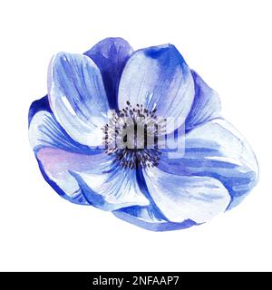 Lila Anemonblume auf weißem Hintergrund. Aquarelldarstellung. Stockfoto