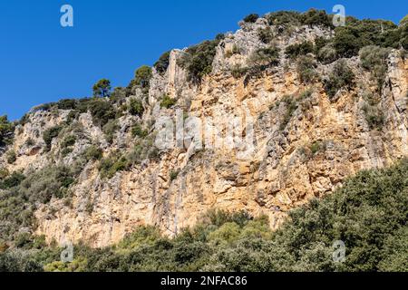 Mediterrane Unterwuchsvegetation in Coma dels Cairats, Son Moragues öffentliches Anwesen, Valldemossa, Mallorca, Balearen, Spanien Stockfoto