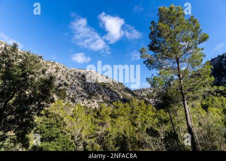 Mediterrane Unterwuchsvegetation in Coma dels Cairats, Son Moragues öffentliches Anwesen, Valldemossa, Mallorca, Balearen, Spanien Stockfoto