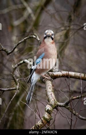 Eurasischer jay, Garrulus glandarius, sie sind die farbenprächtigsten Mitglieder der Krähenfamilie. Hier oben in einem Baum gesehen Stockfoto