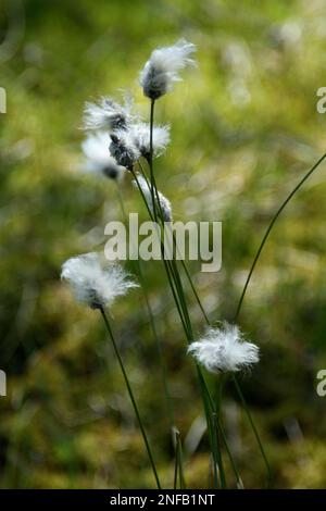 Ein vertikales Bild der Lumbalblumenblüten vor verschwommenem Hintergrund Stockfoto