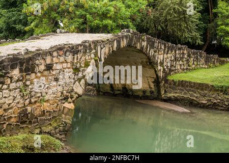 Ein Great Egret erhebt sich auf der Puente del Rey, der Königsbrücke, in den Ruinen von Panama Viejo oder Old Panama, in der Nähe von Panama City, Panama. Es war erbaut Stockfoto