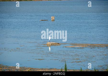 Zugvögel im Vendicari Nature Reserve Wildlife Oase, zwischen Noto und Marzamemi, Sizilien, Italien. Stockfoto