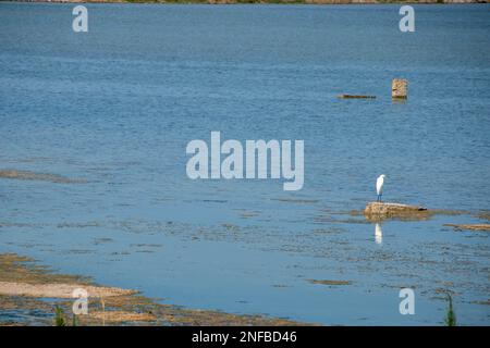 Zugvögel im Vendicari Nature Reserve Wildlife Oase, zwischen Noto und Marzamemi, Sizilien, Italien. Stockfoto