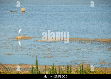 Zugvögel im Vendicari Nature Reserve Wildlife Oase, zwischen Noto und Marzamemi, Sizilien, Italien. Stockfoto