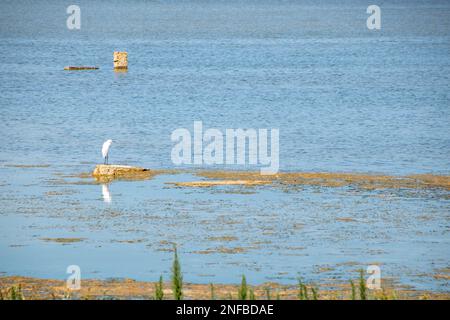 Zugvögel im Vendicari Nature Reserve Wildlife Oase, zwischen Noto und Marzamemi, Sizilien, Italien. Stockfoto