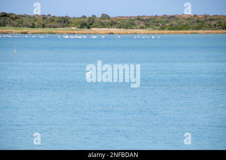 Zugvögel im Vendicari Nature Reserve Wildlife Oase, zwischen Noto und Marzamemi, Sizilien, Italien. Stockfoto