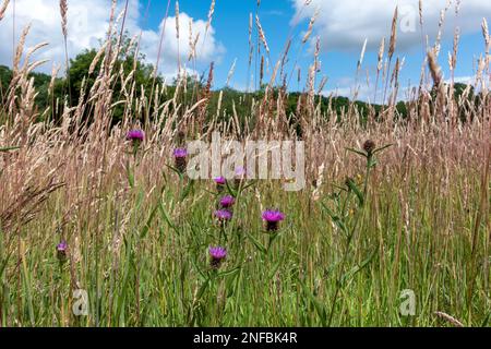 Wiesengras und Common Knapweed, Centaurea nigra in Hampshire Countryside, England, Großbritannien Stockfoto