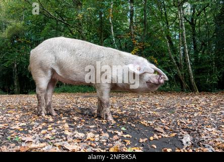 Pannage oder gemeiner Mast – im September wandern frei lebende Hausschweine durch den New Forest, wenn Eicheln und andere Nüsse von den Bäumen fallen. Stockfoto