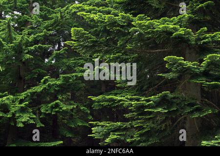 Üppig grüne Zweige pazifischer Silbertannen (Abies amabilis) im rechten und westlicher Schierling (Tsuga heterophylla) im linken. Stockfoto