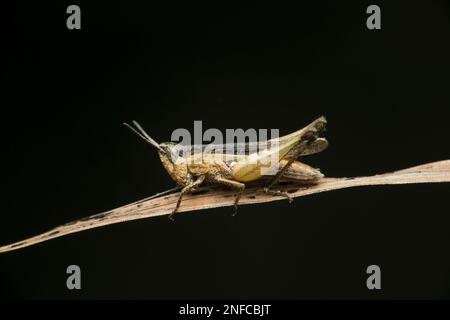 Grauer Grashüpfer, Miramella Species, Satara, Maharashtra, Indien Stockfoto