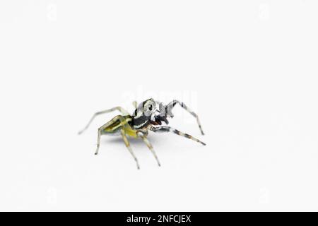 Lateralwand von Thiania bhamoensis , Springspinne, Familie der Salticidae mit weißem Hintergrund, Satara, Maharashtra, Indien Stockfoto