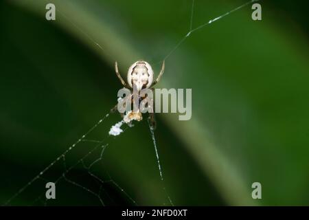 Asiatischer langkieliger Orbis-Weber, Guizygiella indica, Satara, Maharashtra, Indien Stockfoto