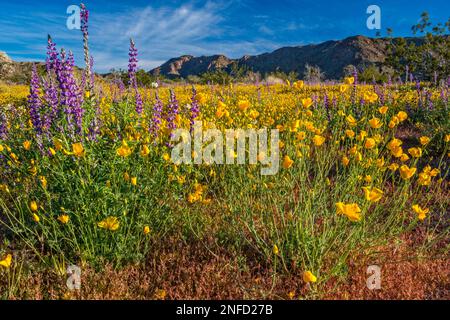 Arizona Lupine, Goldmohn, Superbloom 2019 im Cottonwood Canyon, Cottonwood Mtns in dist, Colorado Desert, Joshua Tree Natl Park, Kalifornien, USA Stockfoto