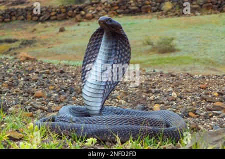 Indische Brillenkobra mit aufrechter Kapuze, Naja naja, Satara, Maharashtra, Indien, Satara, Maharashtra, Indien Stockfoto