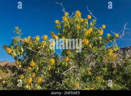 Bladderpod Busch (Peritoma arborea) im Frühling im Cottonwood Canyon, Colorado Desert, Joshua Tree National Park, Kalifornien Stockfoto