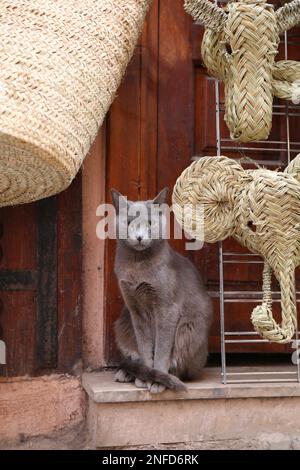 Straßenkatzen aus Marrakesch, Marokko. Die einheimische silbergraue Katze sitzt in einer Straße. Stockfoto