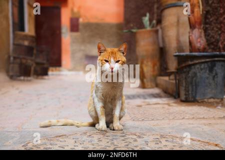 Straßenkatzen aus Marrakesch, Marokko. Einheimische Ingwerkatze, die in einer Stadtstraße sitzt. Stockfoto