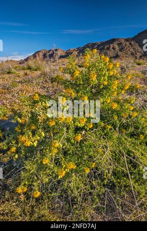 Bladderpod Busch (Peritoma arborea) im Frühling im Cottonwood Canyon, Colorado Desert, Joshua Tree National Park, Kalifornien Stockfoto