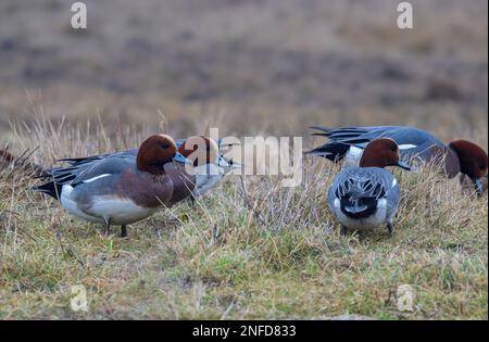 Eine Gruppe von Common Pochard Aythya Ferina weidet auf Sumpfgrasen in Frampton Marsh, Lincolnshire, Großbritannien Stockfoto