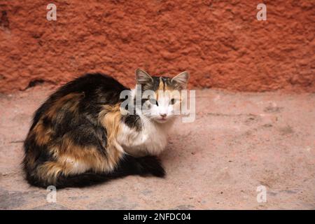 Straßenkatzen von Marrakesch, Marokko. Lokale einheimische Calico Katze. Stockfoto