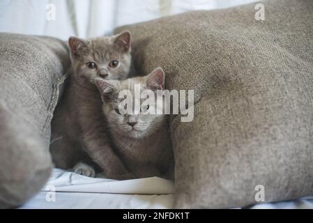 Verspielte flauschige Katze, die unter einem Bett im Schlafzimmer krabbelte Stockfoto