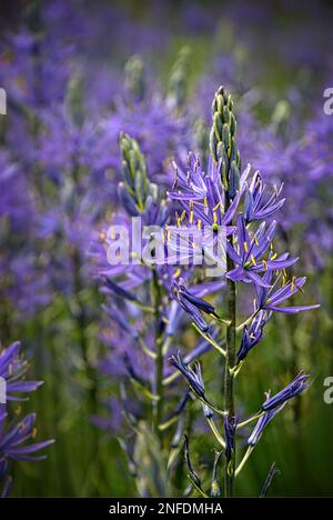 Camassia cusickii, gebräuchlicher Name Cusick-Kamas oder Cusick-Quamash, ist eine Pflanzenart der Familie Asparagaceae Stockfoto