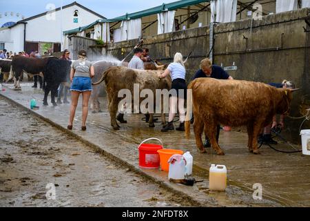 Menschen (Bauern) waschen Waschen von Schläuchen Reinigung Shampoonieren Stammkühe und Stiere mit Wassersprühgeräten - Great Yorkshire Show 2022, Harrogate, England, Großbritannien. Stockfoto