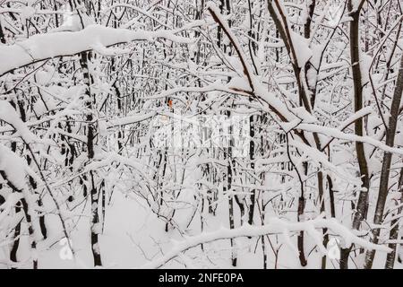 Viele Sträucher und Bäume mit viel wunderbarem Schnee im Winter Stockfoto